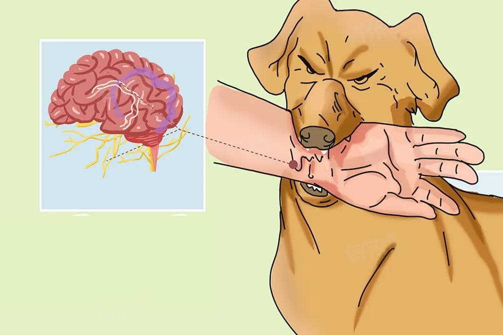 狂犬病毒十日观察法