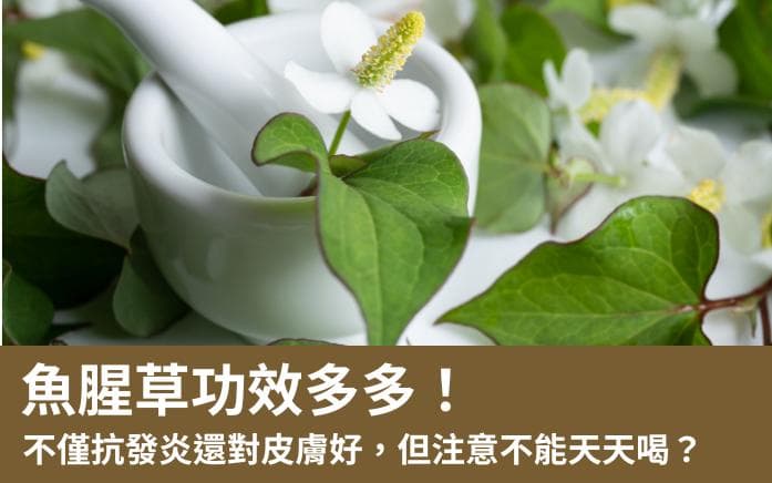 鱼腥草的功效与使用：不仅是清热解毒，还能改善皮肤