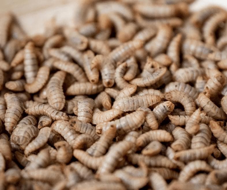昆虫蛋白能否成为未来蛋白质来源?新研究提出质疑