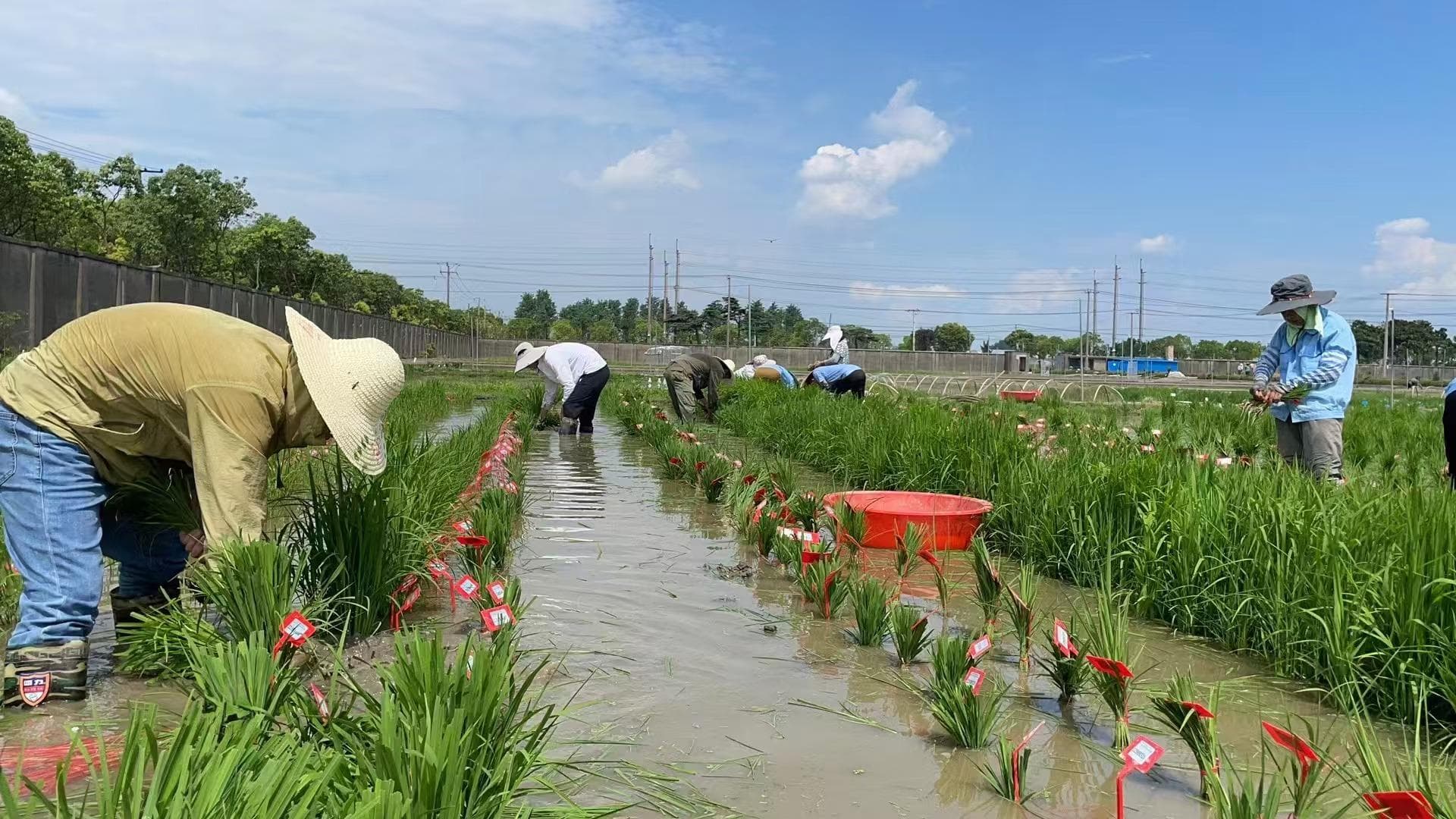 “背靠背”发现植物免疫激活新机制