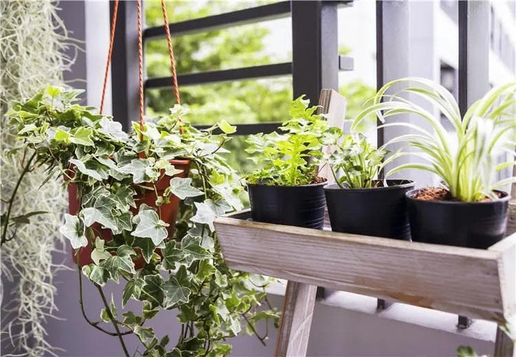 想让花卉植物提前或延长开花，掌握这4点