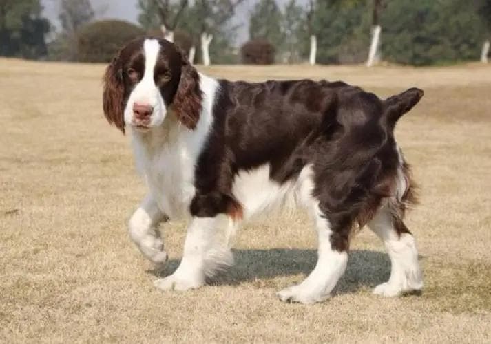 史宾格犬：活泼好动的英国猎犬