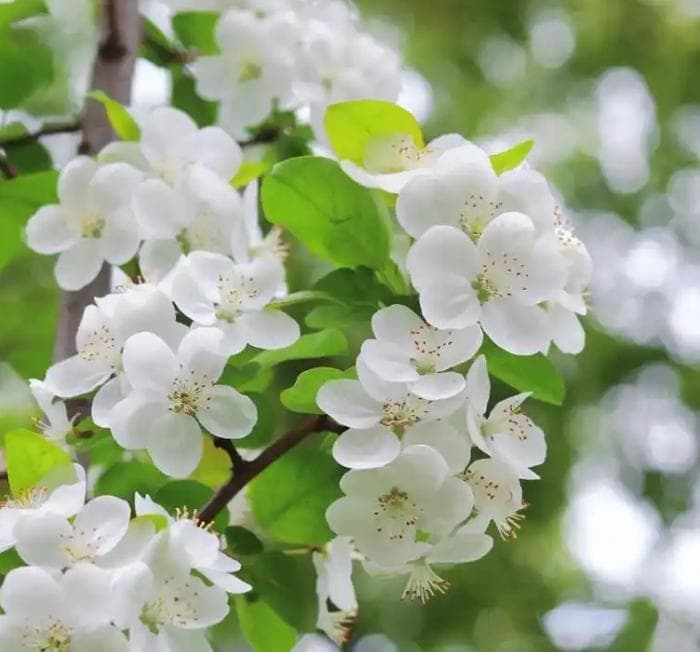 2月份广西赏花目的地攻略：邂逅一场浪漫的花海盛宴