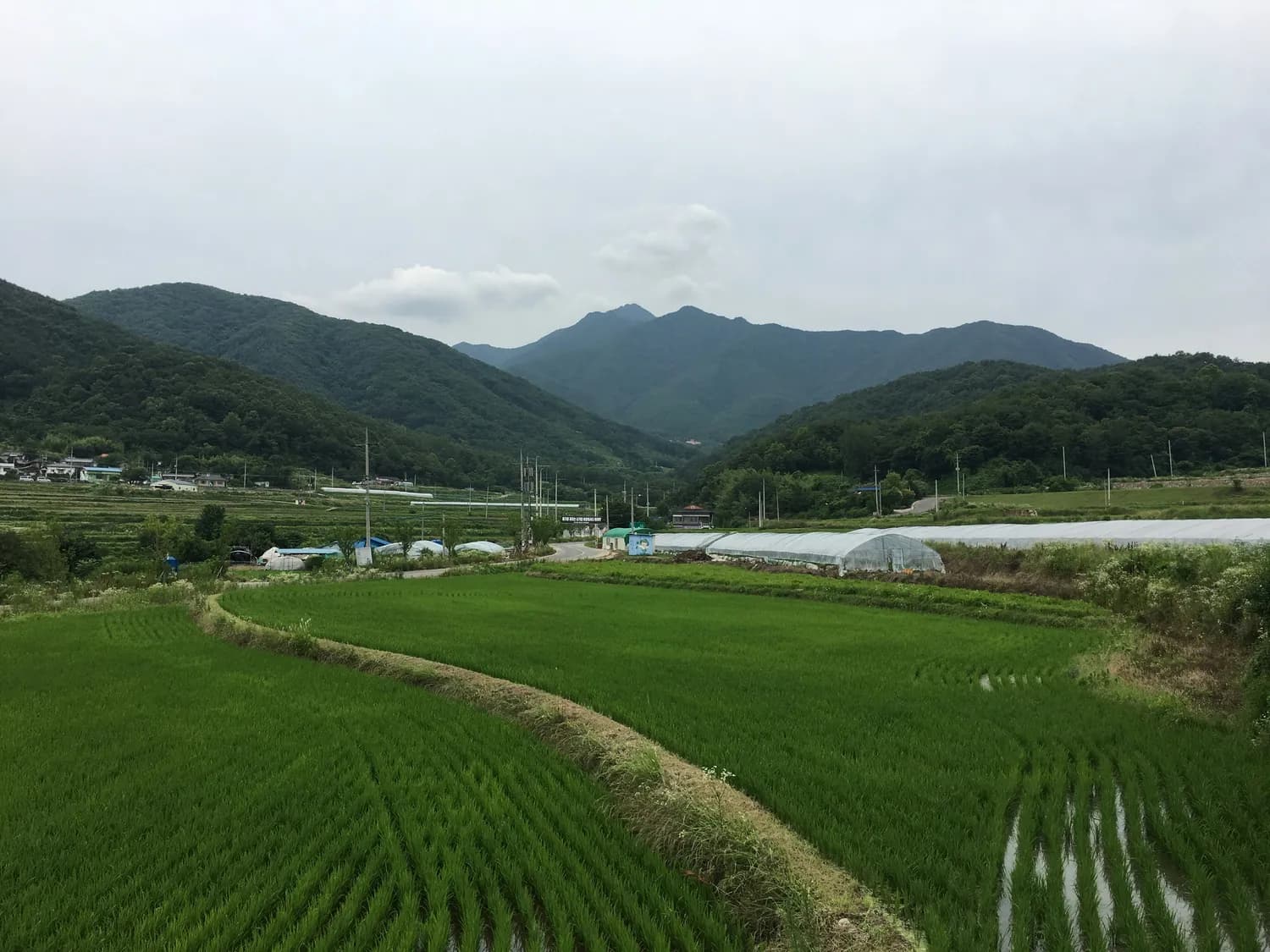 文山三七价格飙升背后：市场波动与产业机遇