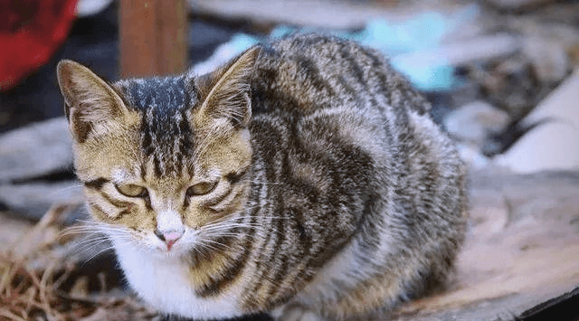 如何识别猫咪是否患有猫传腹？