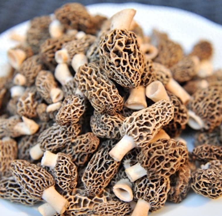 羊肚菌的家常做法大全（羊肚菌的10种吃法）