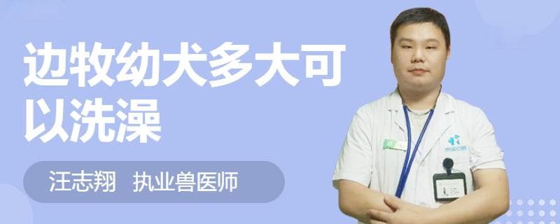 边牧幼犬洗澡全指南：从月龄到护理细节