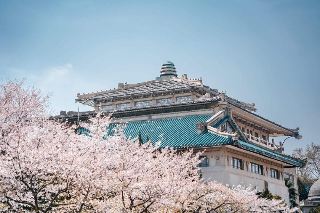 武大学生，真的怕了樱花季