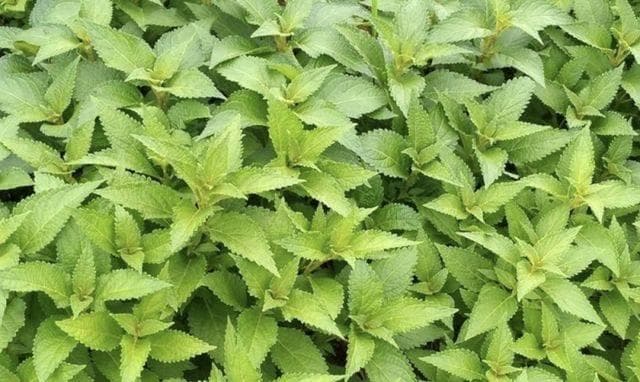 岭南溪黄草：消炎利胆功效佳，这些使用禁忌需谨记