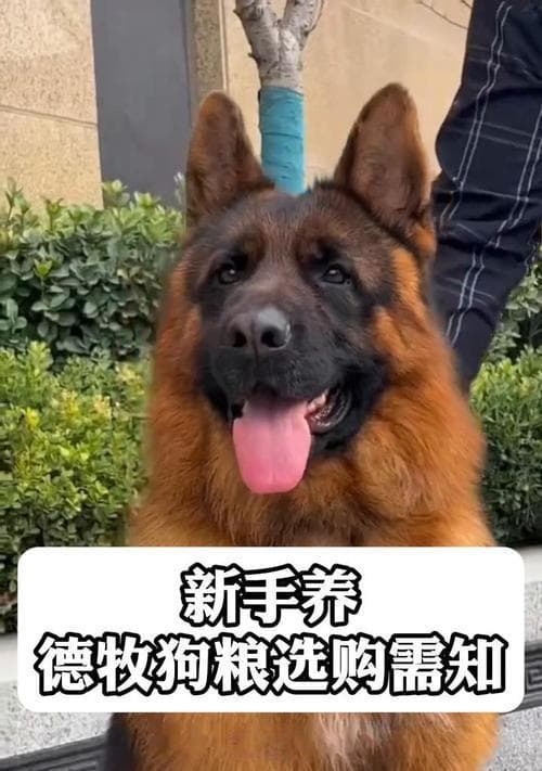 德牧幼犬饲养全攻略：从居住环境到行为训练的全方位指南