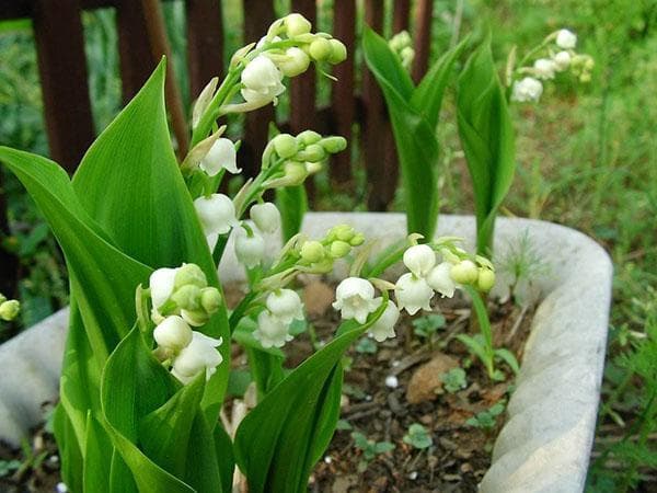 铁树开花寓意着什么意思
