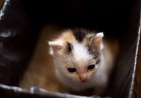 猫咪学会猫砂，轻松又自在