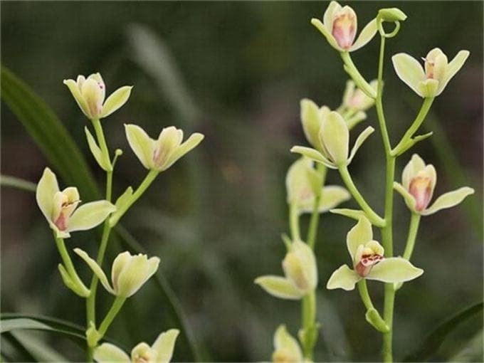 兰花植物形态特征与生长习性详解