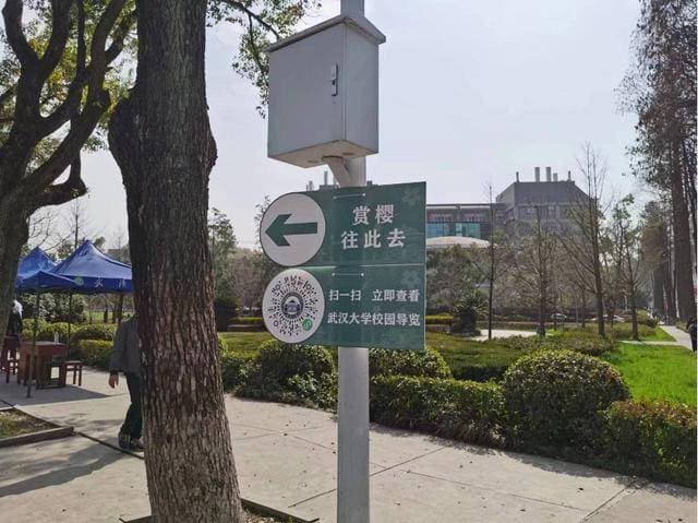 2024武汉大学正式开放社会公众赏樱通道 数字化导览打卡最美樱花