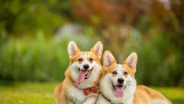 柯基怎么训练？如何训练柯基犬你需要知道的事！