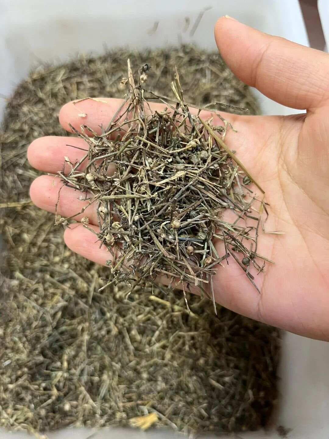 【中草药科普】每天认识一味中草药-白花蛇舌草