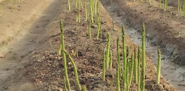 芦笋种植全攻略：从时间选择到市场销售的完整指南