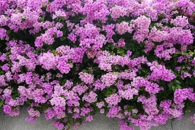 16种攀藤植物，美得没人性