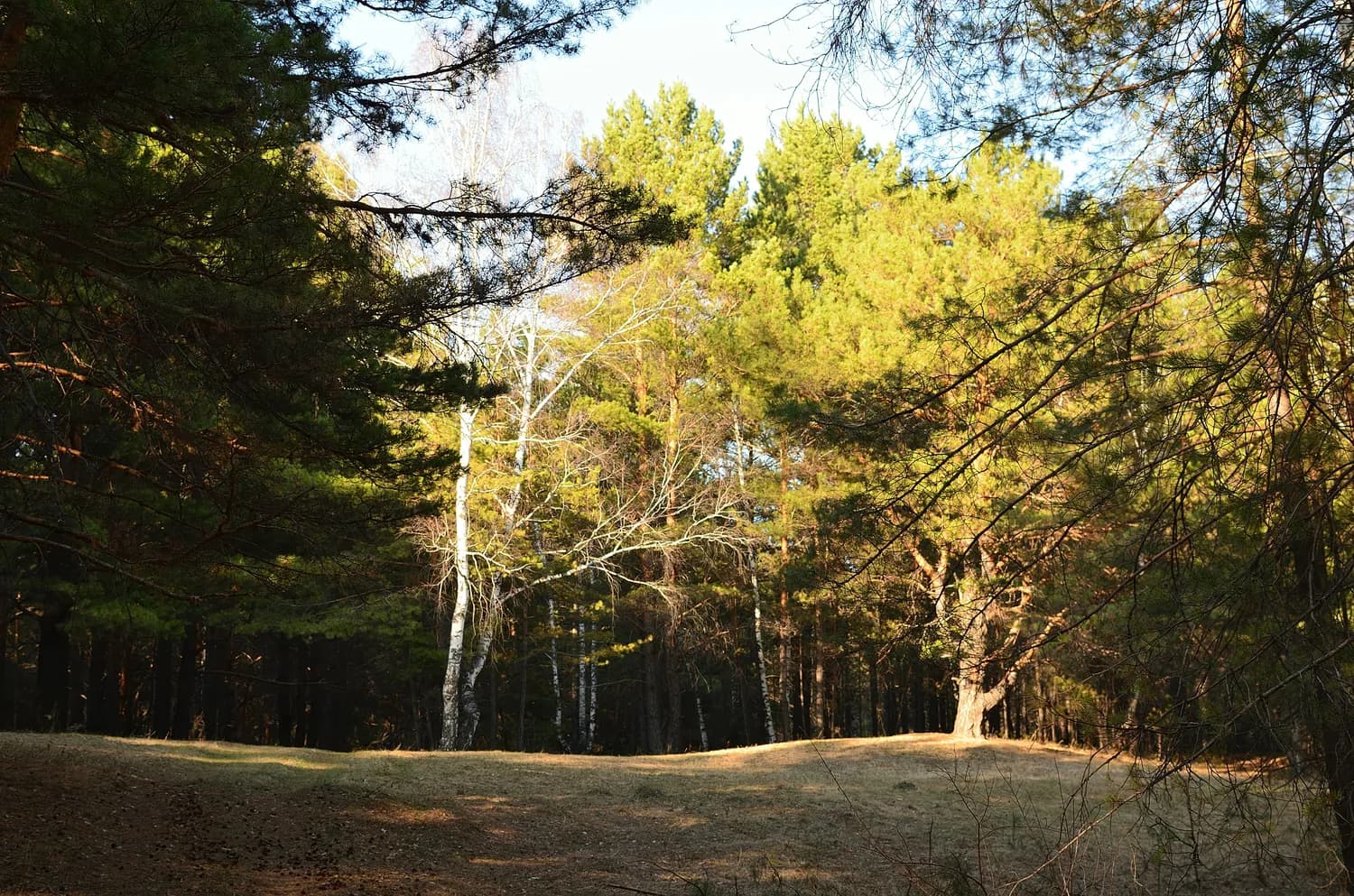冬季自驾游普洱：太阳河公园与景迈芒景的完美邂逅