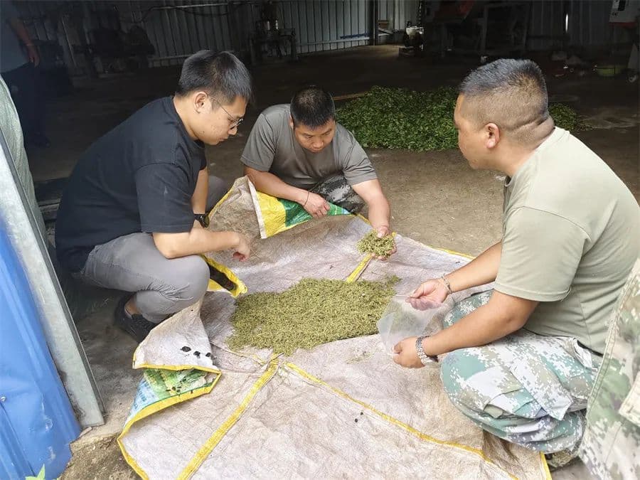云南勐海：共谋产业新发展 驻村干部齐发力