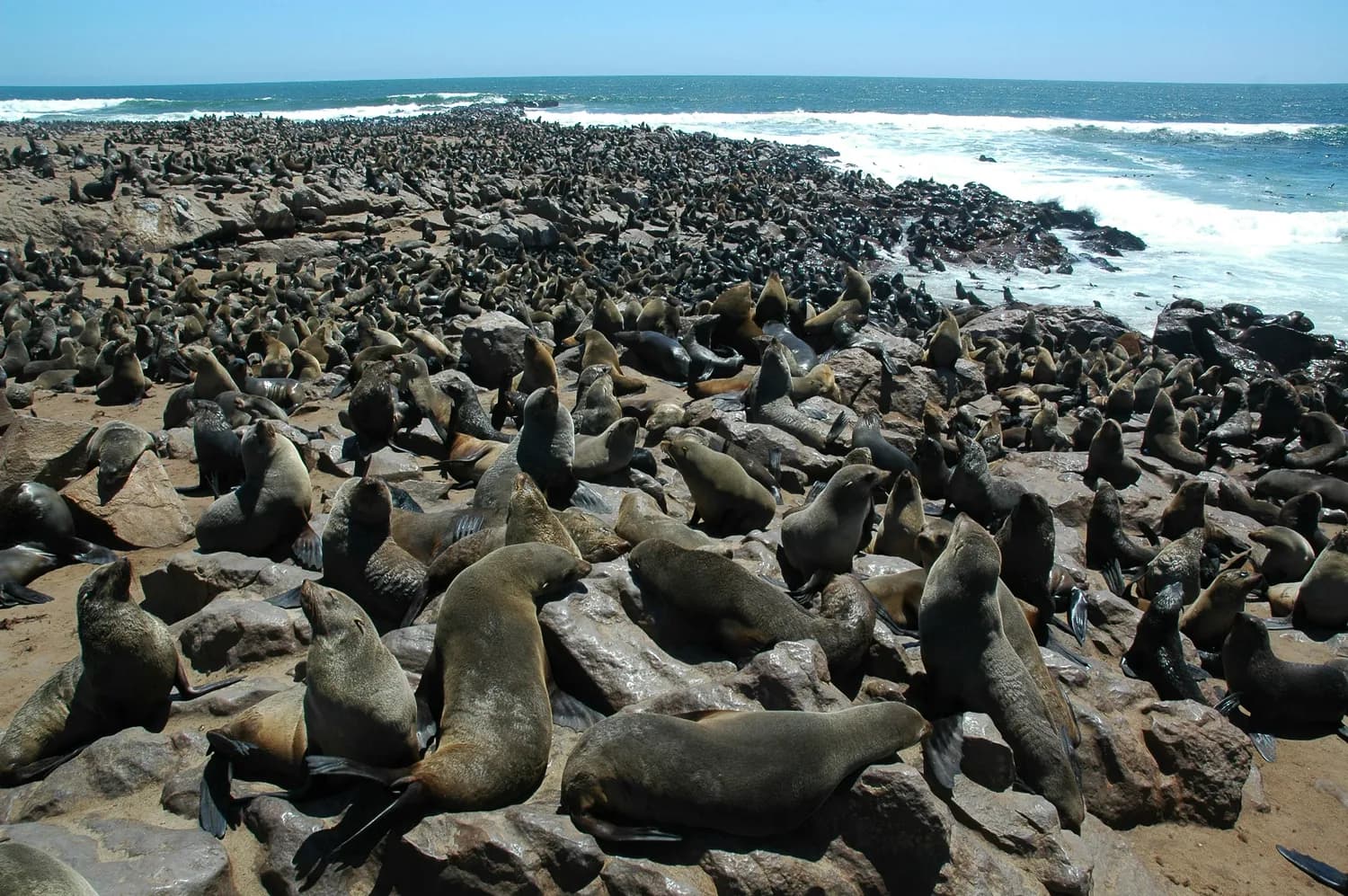 从海狮到建筑奇观：圣地亚哥La Jolla Shores摄影指南