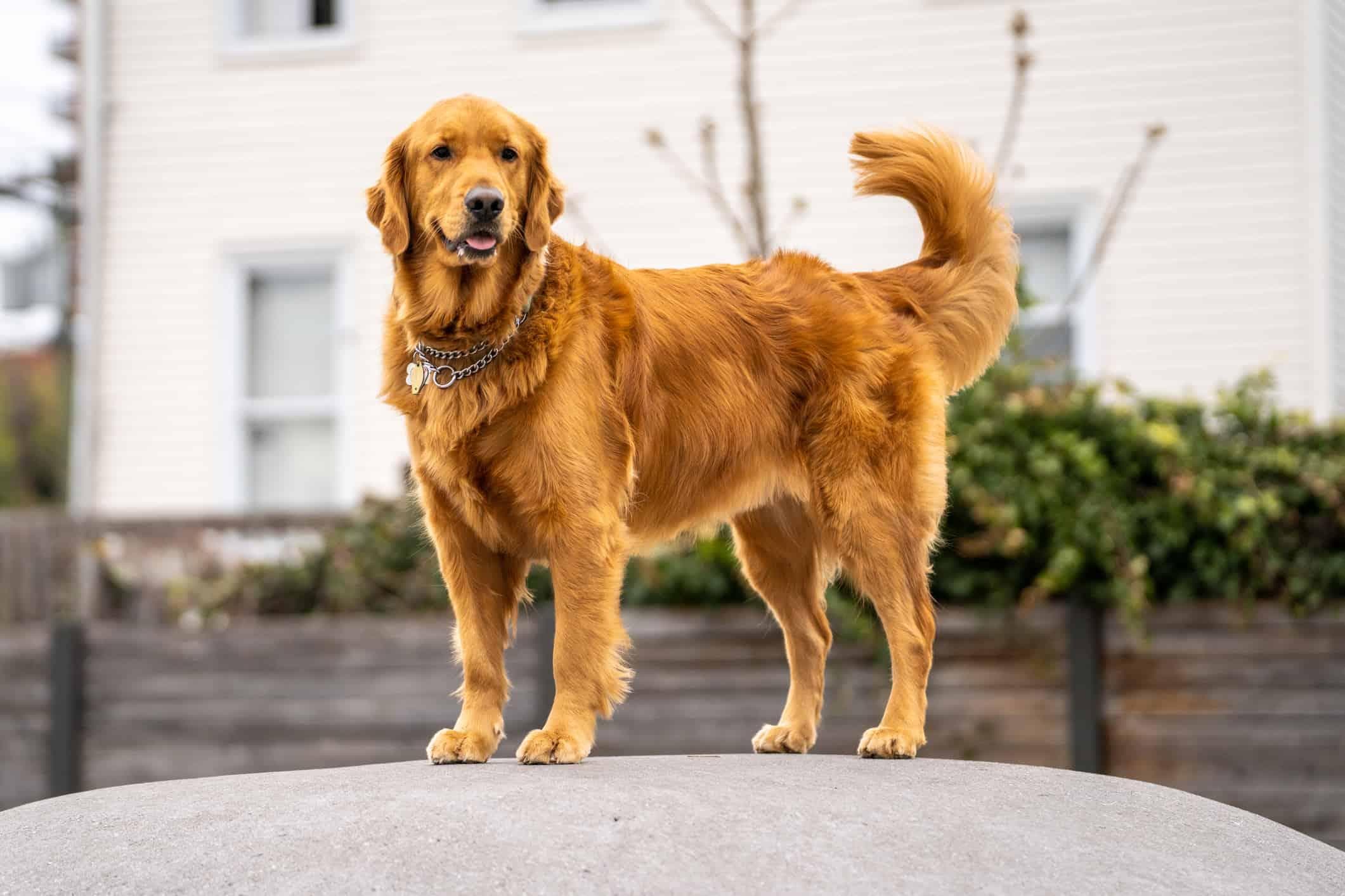 金毛犬有哪些优缺点