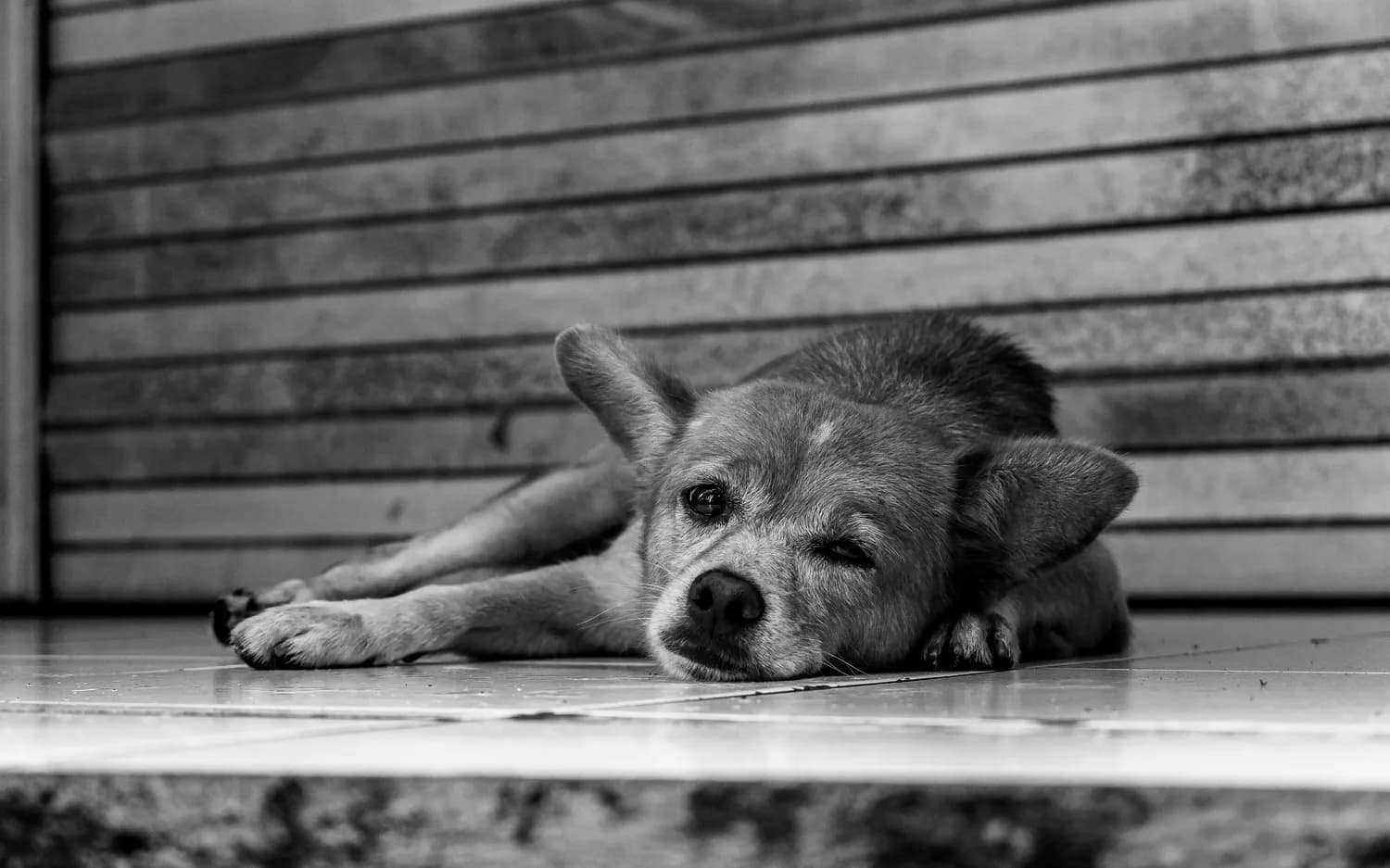 《忠犬八公》中国版：一只狗的等待，一座城的温情