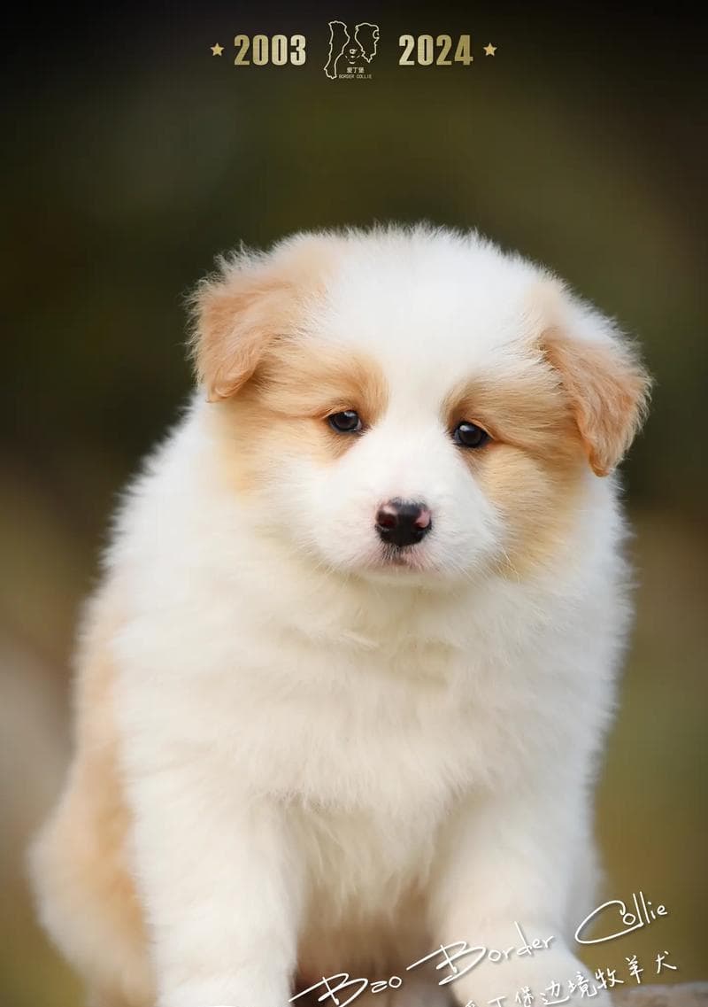 如何轻松挑选优秀的边境牧羊犬（以教你选边牧的方法，让你挑选到最合适的伙伴）