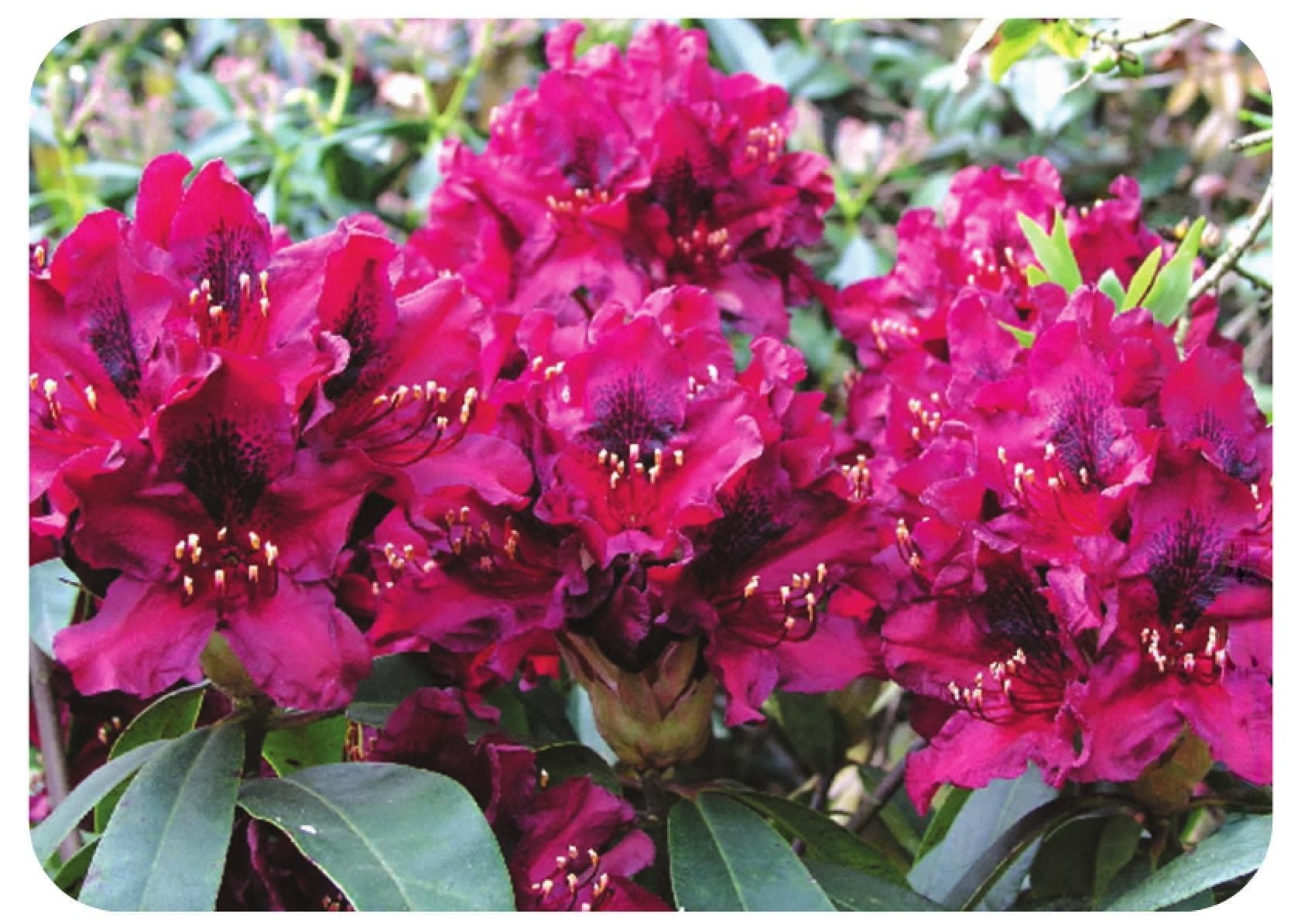 高山杜鹃花怎么养（详解高山杜鹃花栽培技术）