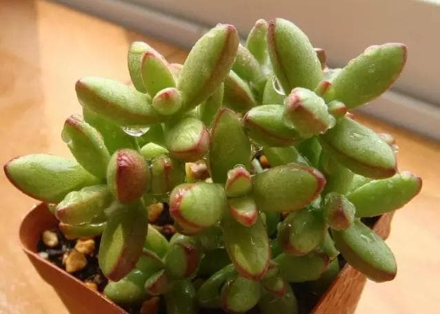 了解多肉植物对水分的要求
