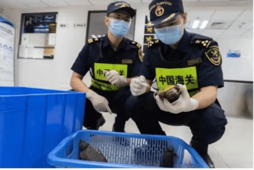 应切实加强管理野生龟类的驯养繁殖、严防盗猎风险｜2025两会建议