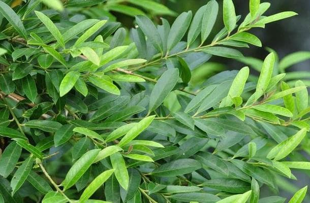 探寻神秘的虎骨木（冬青科珍贵树种的发现与应用）