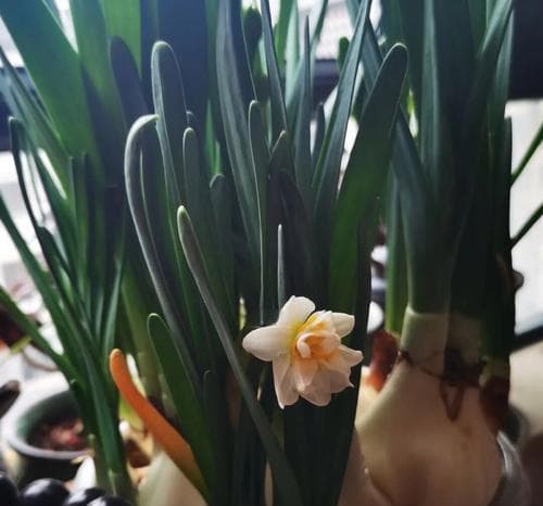 蒜会开花吗？（了解蒜花的生长过程）