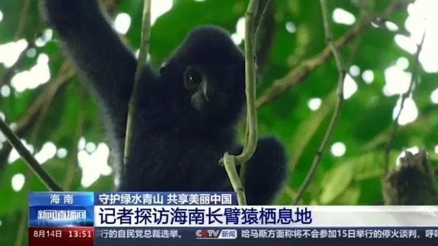 翻山越岭来看你！央媒探访海南长臂猿家族栖息地