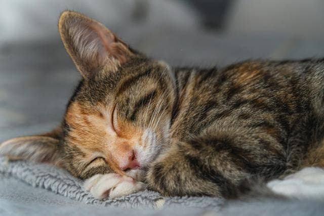揭秘猫咪为何总爱依偎着人睡觉