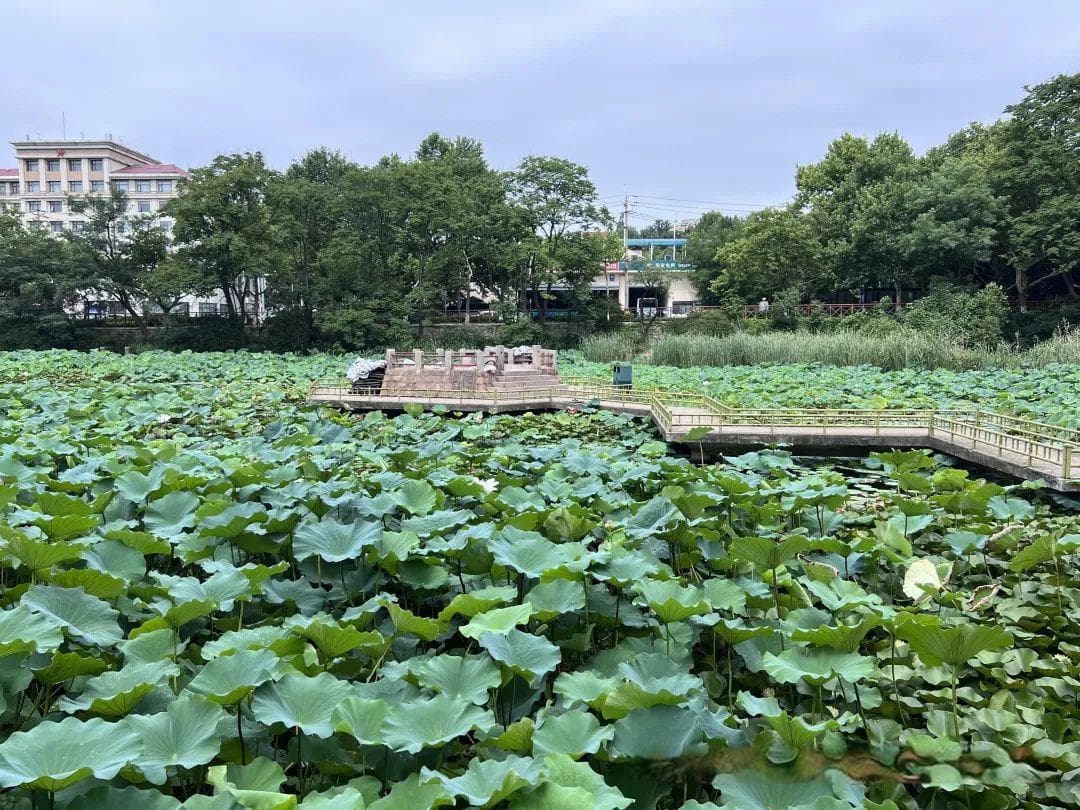 青岛中山公园凉亭拆除引关注，传统建筑保护存隐忧