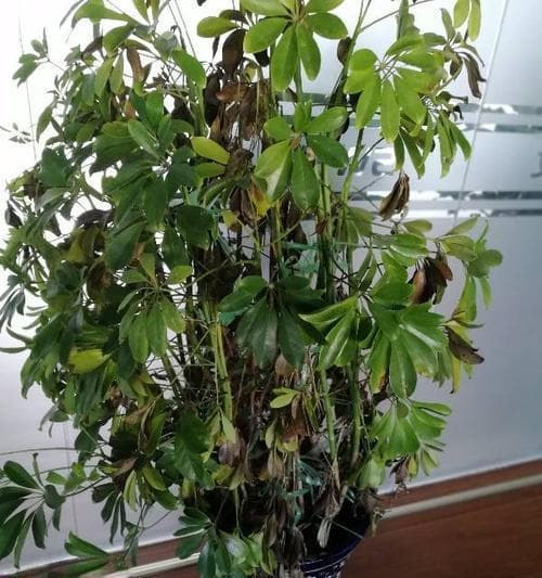鹅掌柴如何合理浇水？（科学浇水，让鹅掌柴健康成长）
