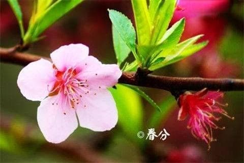 春分风俗活动有哪些？春分的趣味民俗活动盘点
