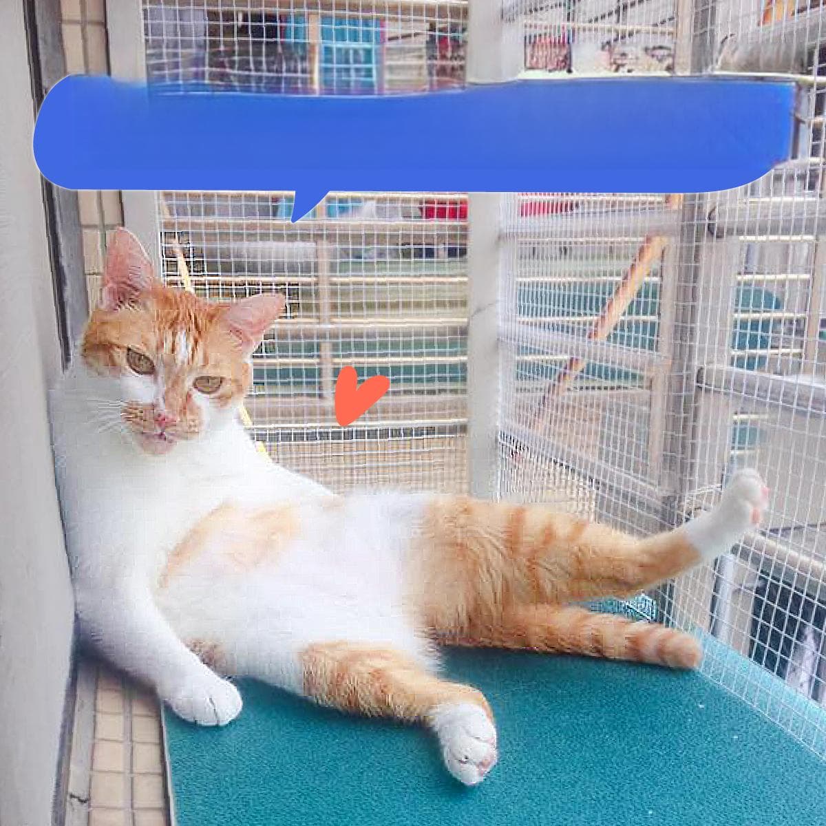 为什么不应该遛猫？丰富家中环境4大技巧，让猫咪在家不无聊！