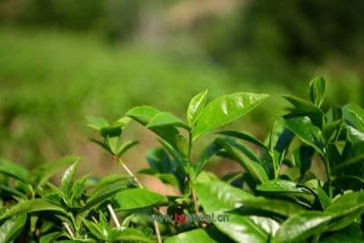 狗牯脑茶：百年名茶的地理标志保护与文化传承