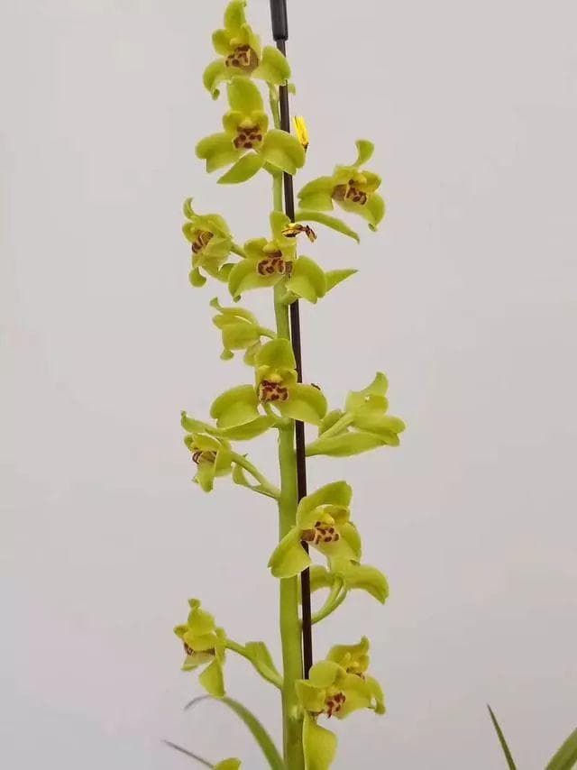 怎么提高兰花发芽率,怎么让兰花多发花芽