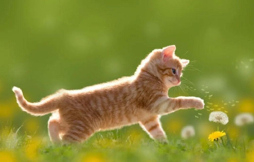 猫咪的“急救信号”：这 8 种紧急情况，务必及时送医！