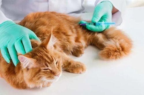 在家测猫血糖，简单易行！
