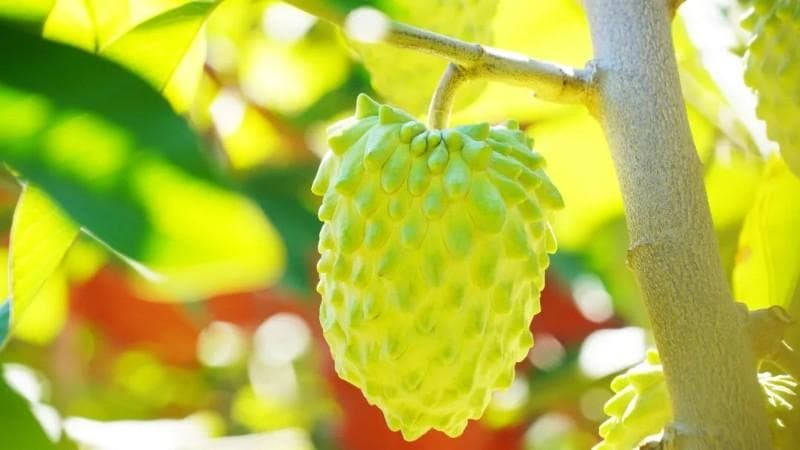 永仁：释迦果丰收价格俏 “甜蜜”产业助振兴