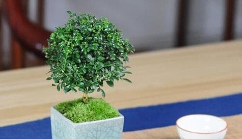 九里香的寓意与象征风水（传统中华文化中的芳香之物）