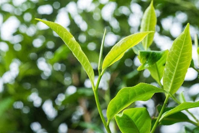 春茶、夏茶、秋茶，不同季节的普洱茶口感有什么区别？