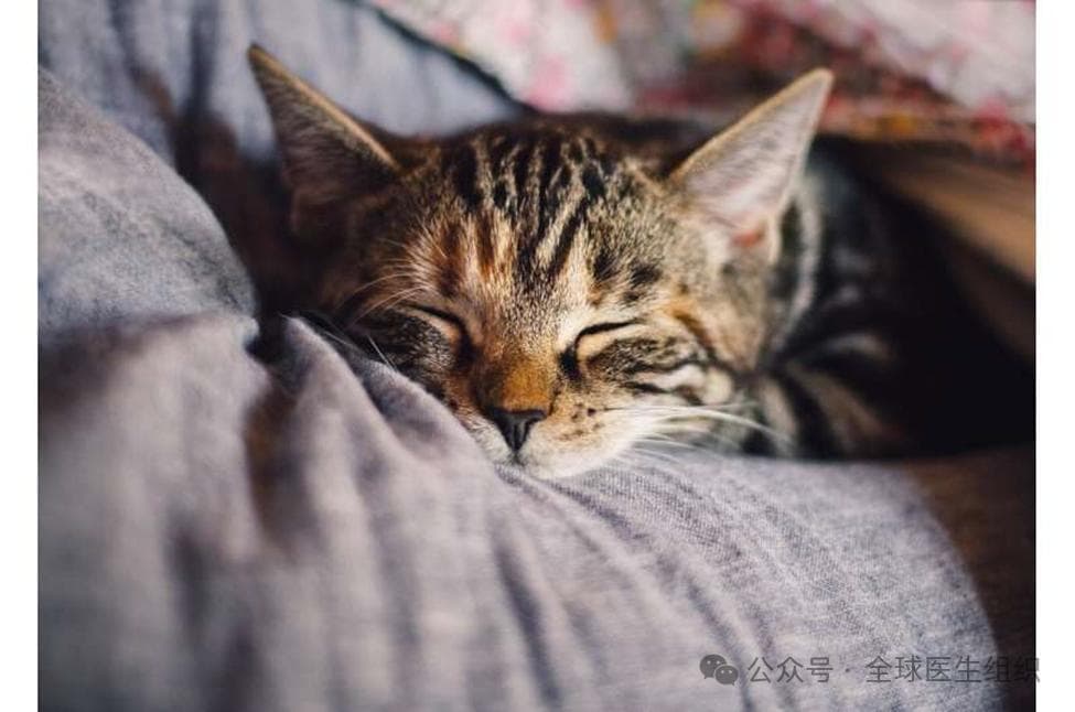 养猫与降低心血管疾病的风险相关？