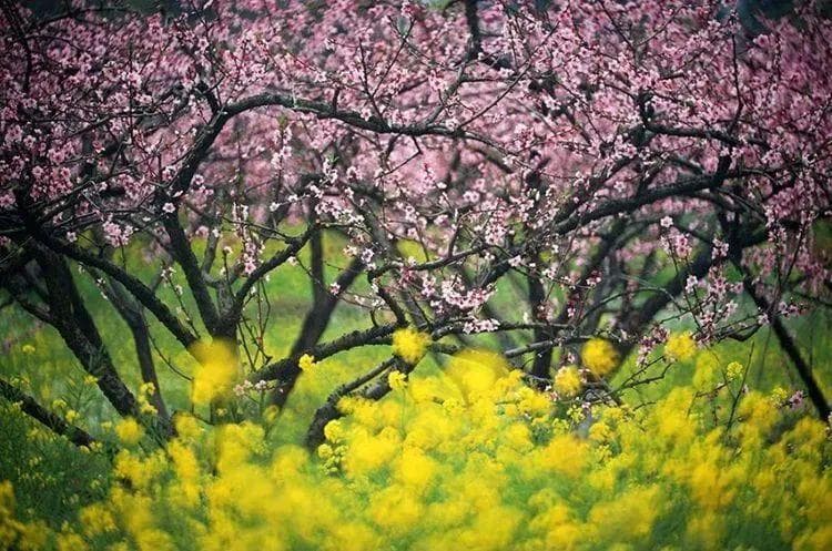 桂林四季美景全攻略：从春花烂漫到冬日银装