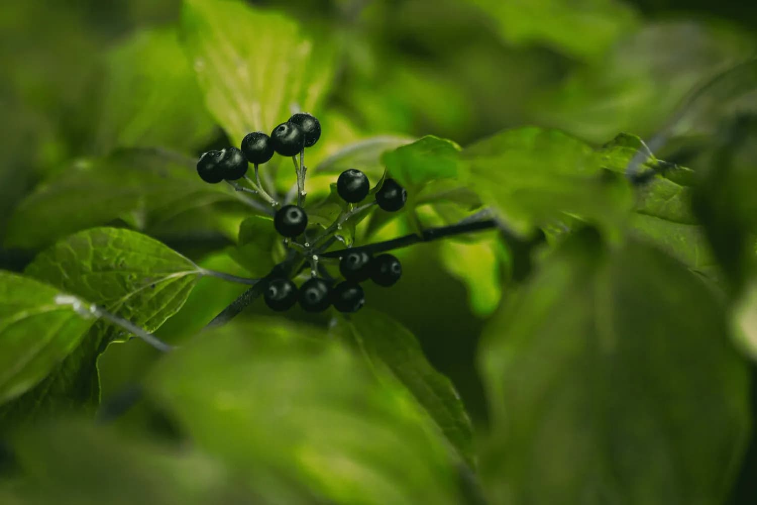 刺五加：传统中药在现代医学中的新突破
