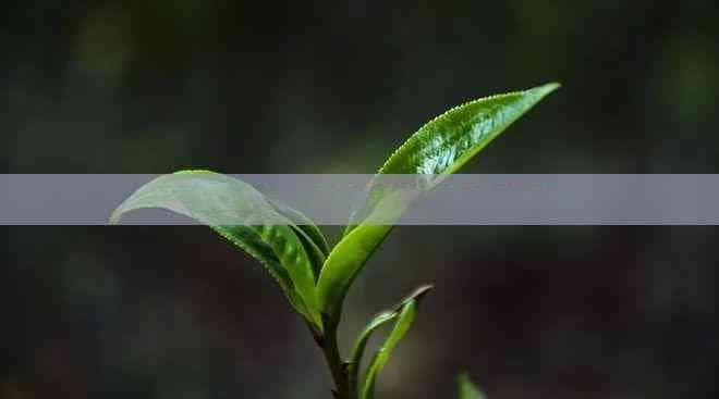 儿童饮茶指南：三岁孩子喝茶的宜忌与科学建议